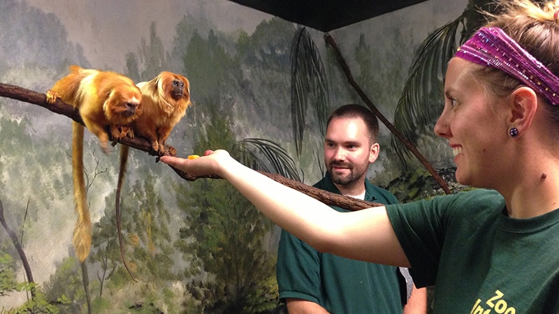 Zoo Internship
