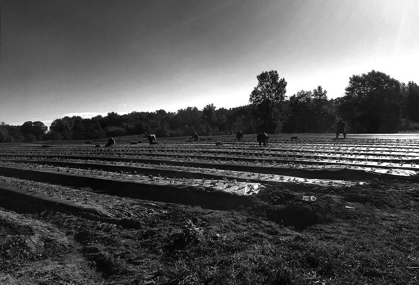 Robyn Hughey A Field Full of Hands
